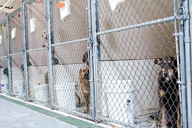 Dog kennel attendant needed at Muscatine Humane Society