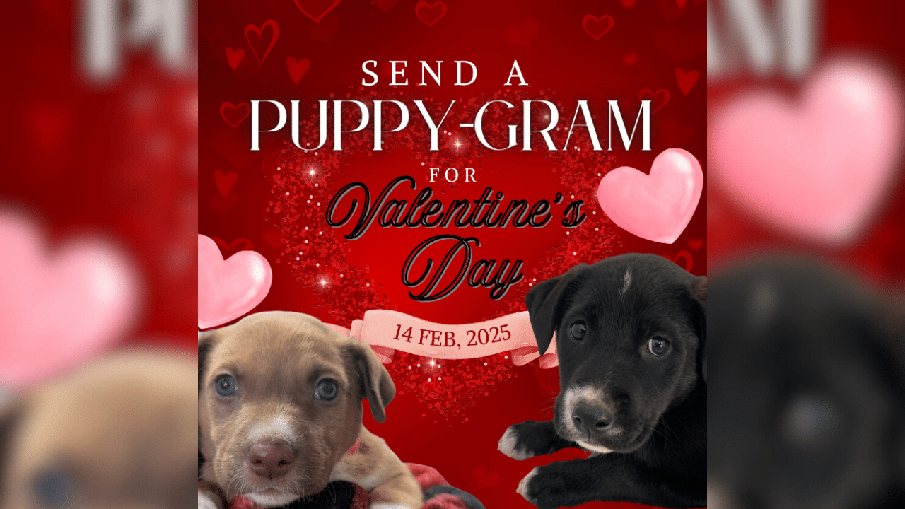It Takes a Village Animal Rescue offering puppy-grams for Valentine’s Day