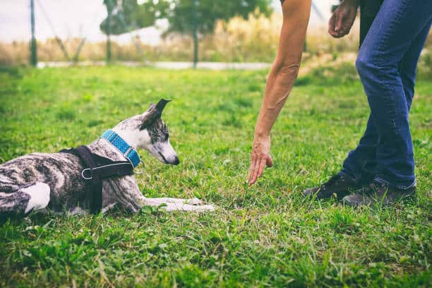 Obedience training offered at Muscatine Humane Society; Registration begins Jan. 9