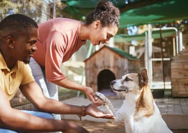 Foster homes needed for local dogs and cats