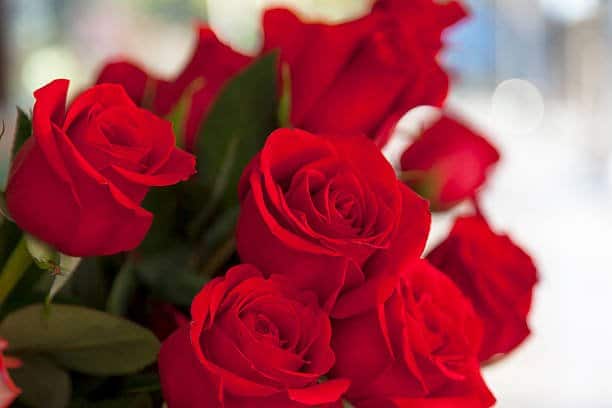 Kiwanis to deliver roses for a cause this spring