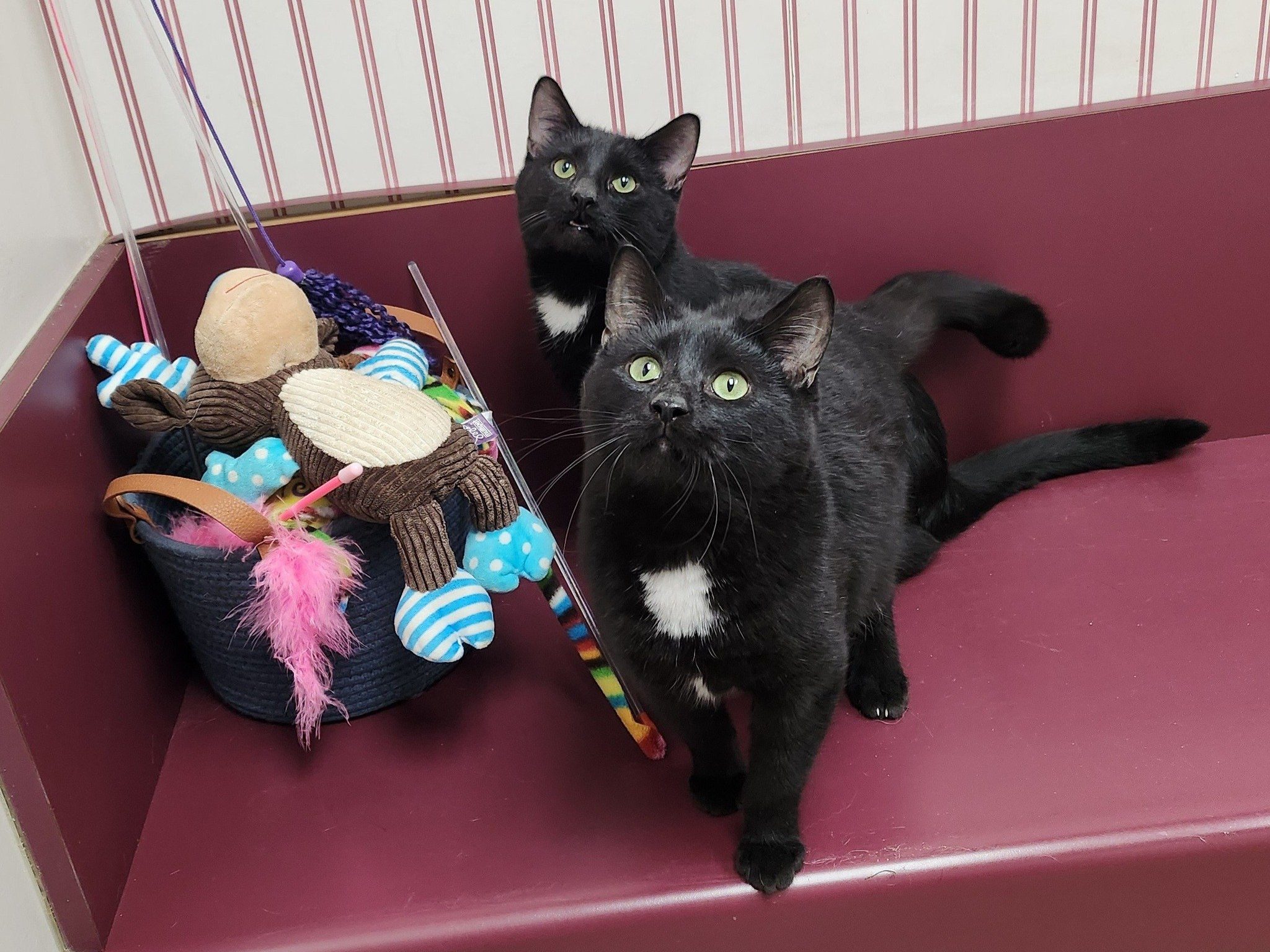 Humane Society encourages cat adoptions, felines available for $10