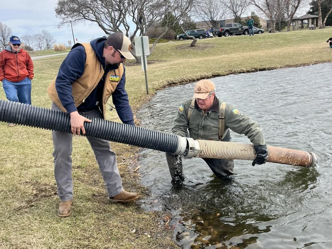 Rainbow trout, broodstock stocked in Discovery Pond