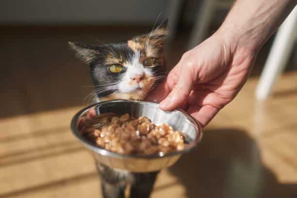 Humane Society of Tipton County in need of feline supplies