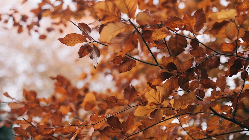 Fall Leaf Collection Kicks Off This Week in Muscatine